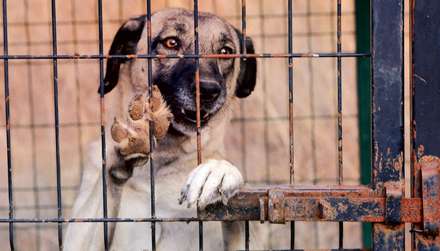 Zalimlere inat yaşama tutundular