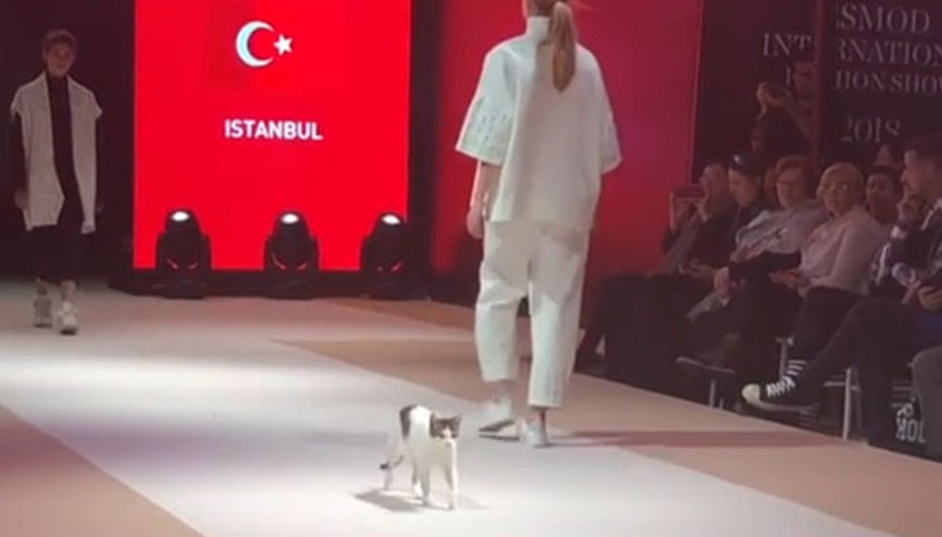 Turkish cat shows what catwalk means