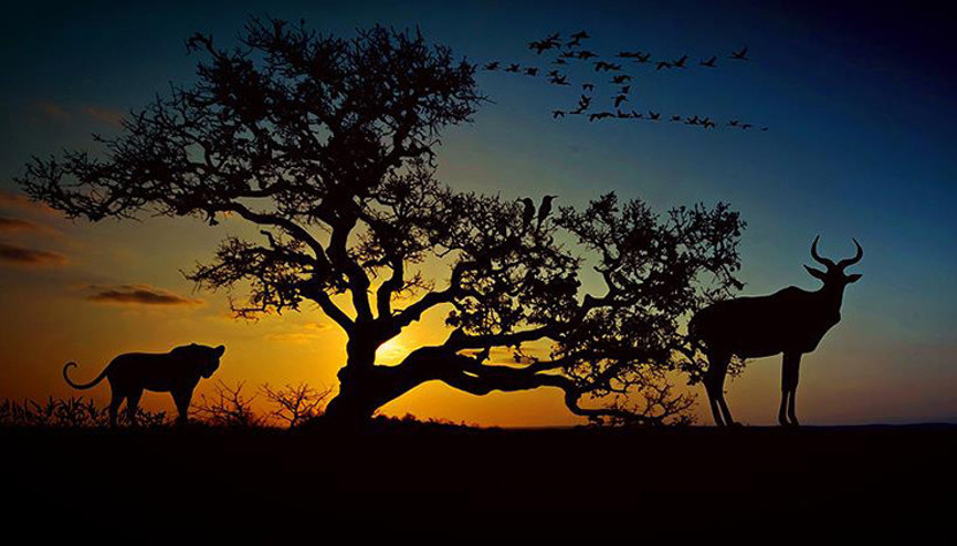 İnsanoğlu 44 yılda hayvanlar aleminin yüzde 60ını yok etti