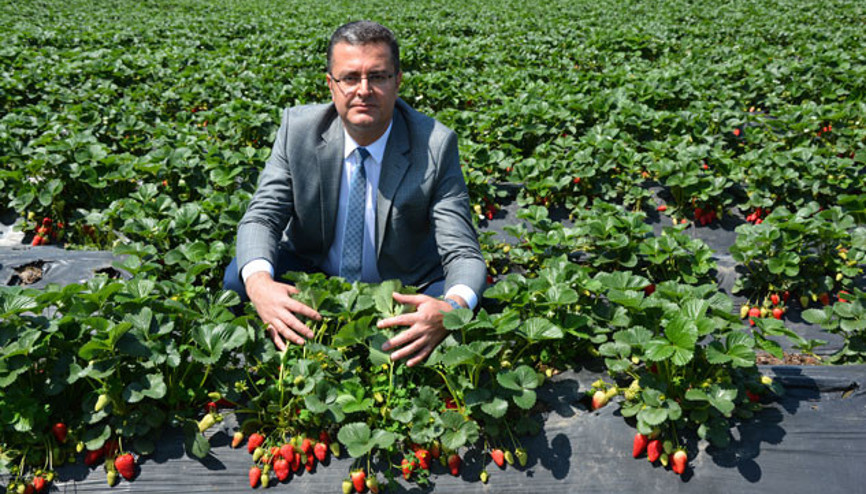 Orduda çilek üretimi canlandı