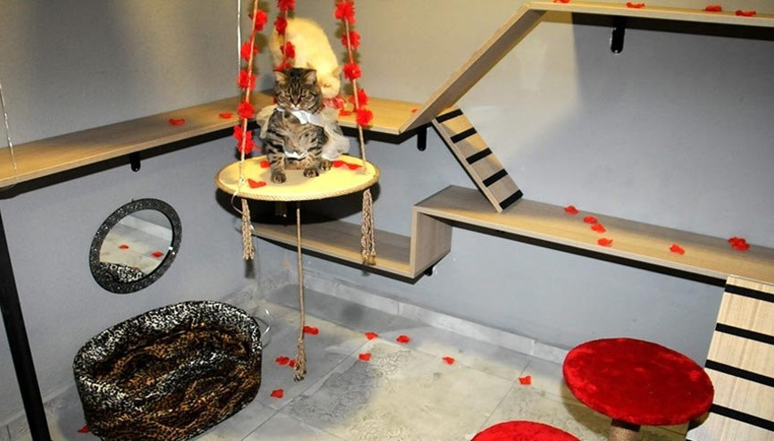 Bursa’da 5 yıldızlı kedi oteli