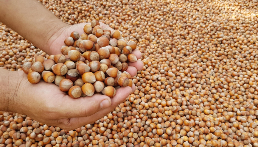 Fındık alımları yarın başlıyor