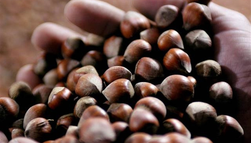 Serbest piyasada fındık yükselişe geçti