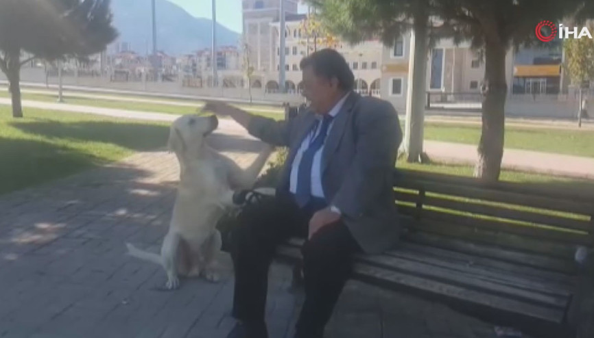 Sokak köpeği kendisini zorla böyle sevdirince