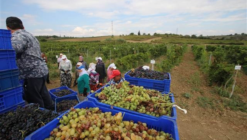 Üzümün bağdan şıraya lezzetli yolculuğu