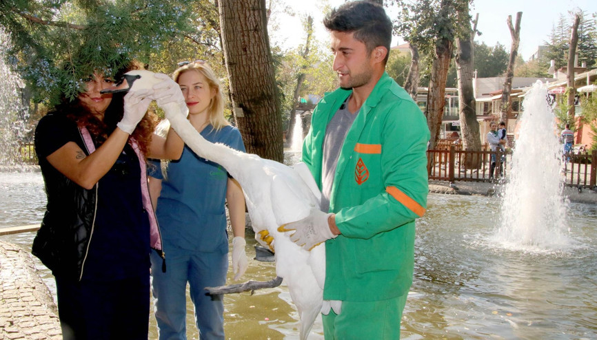 Parkın kuğularına sağlık taraması
