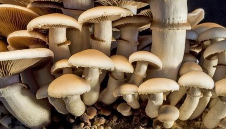 Yediği mantardan zehirlenip hastaneye gitti, cezaevine girdi