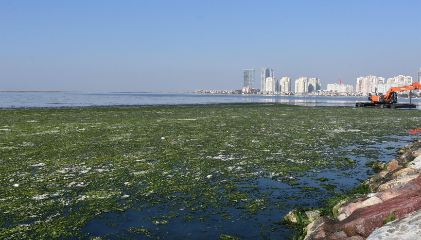 İzmirde suyun yüzeyini kaplayan deniz marulu temizlendi