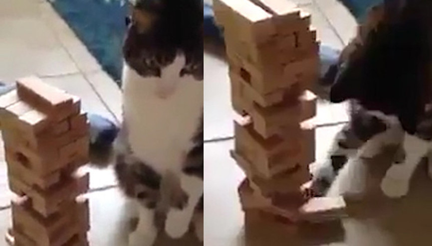 Jenga oynayan kedi