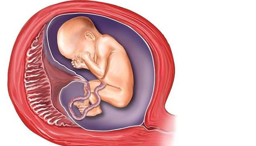 Plasenta nedir Bebeğin plasentası nedir