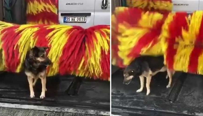 Linda isimli köpeğin yıkandığı görüntüler büyük ilgi gördü