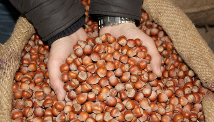 Düzceden AB ülkelerine fındık ihracatı