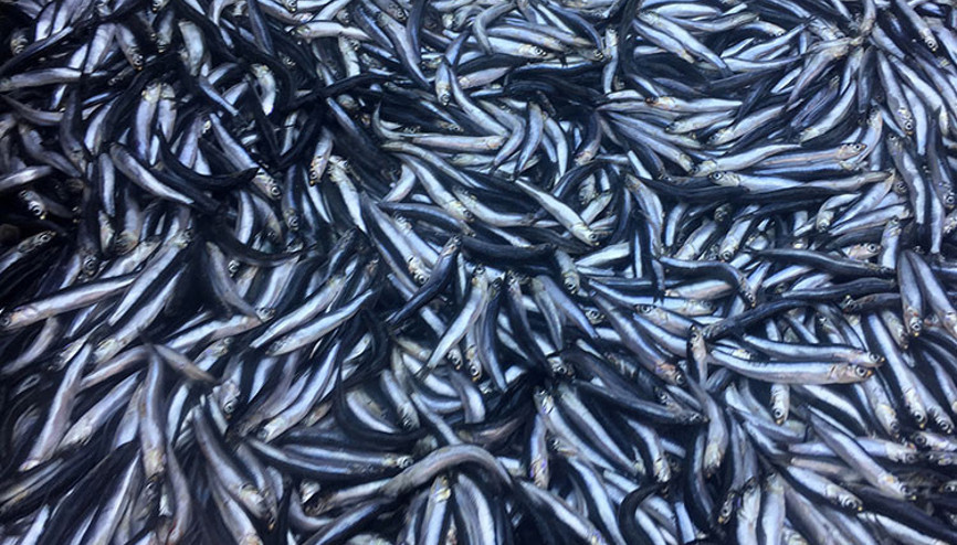 Balık bayramı Marmaraya hamsi yağdı Balık bayramı Marmaraya hamsi yağdı