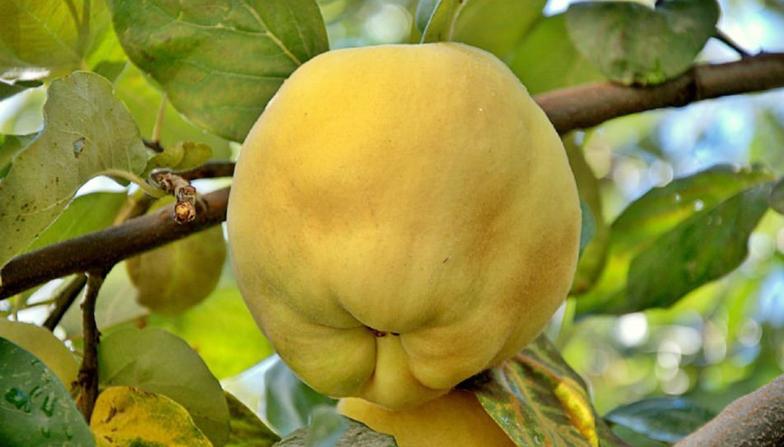 Gördes ayvası dalında satıldı