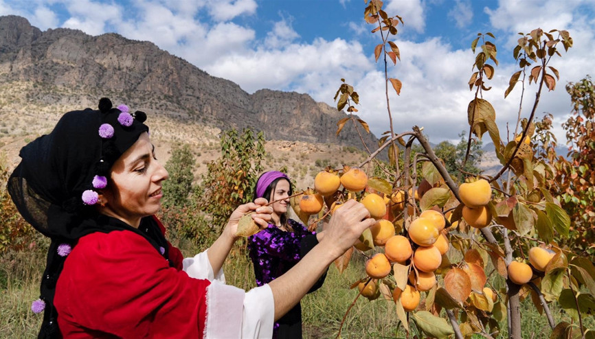 Sınırda cennet hurması hasadı