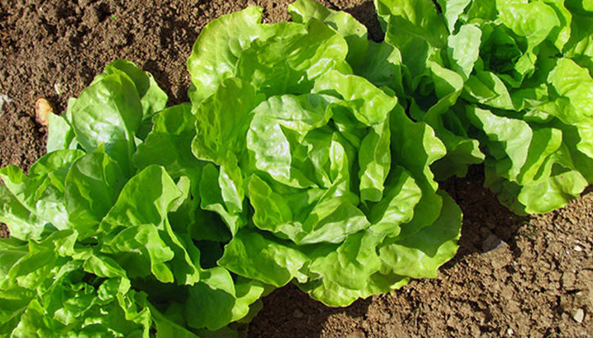 ABD ve Kanadada halka marul yemeyin uyarısı yapıldı