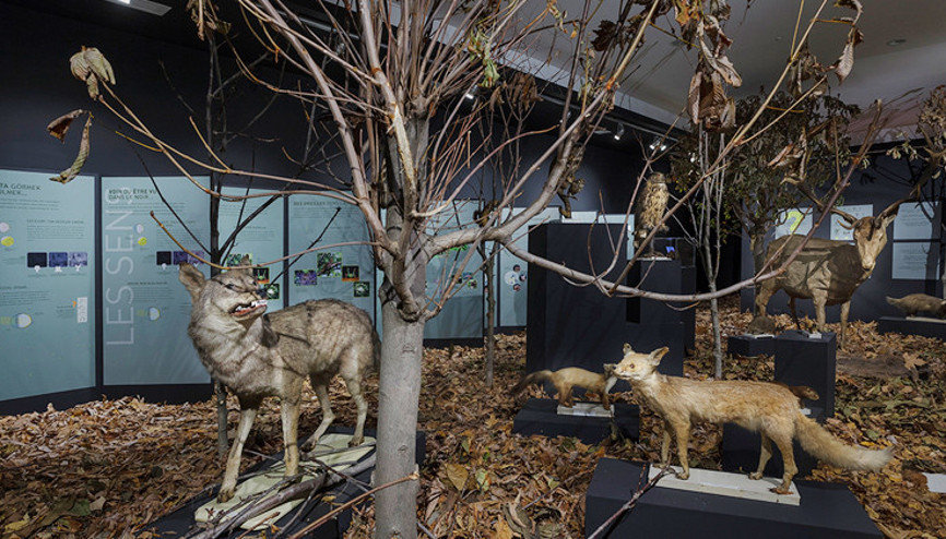 Fransız lisesinde ay ve uyku arasında bir sergi