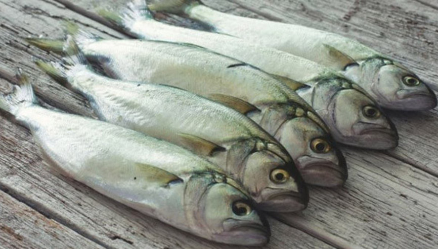 Çinekop bolluğu ucuzluk getirdi