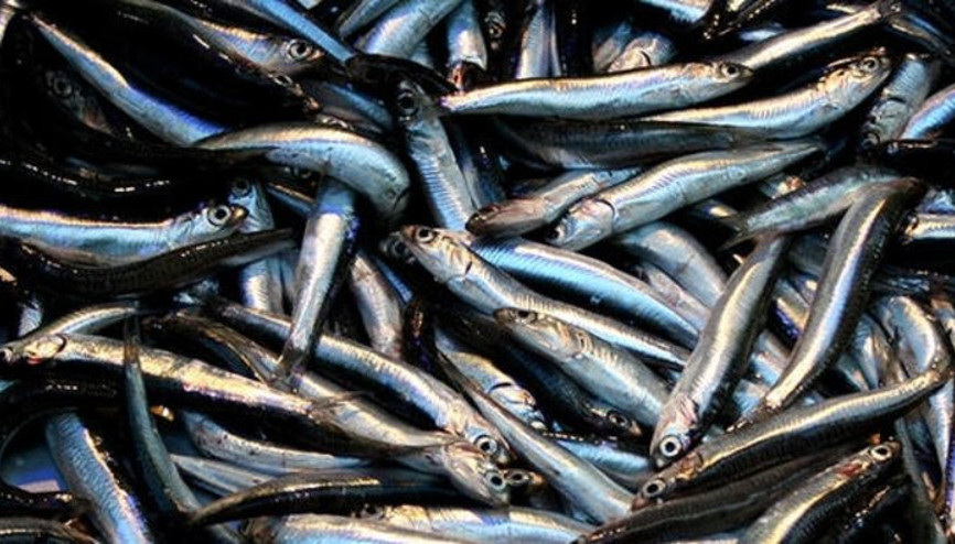 Hamsi iki ayda 1,6 milyon dolar kazandırdı