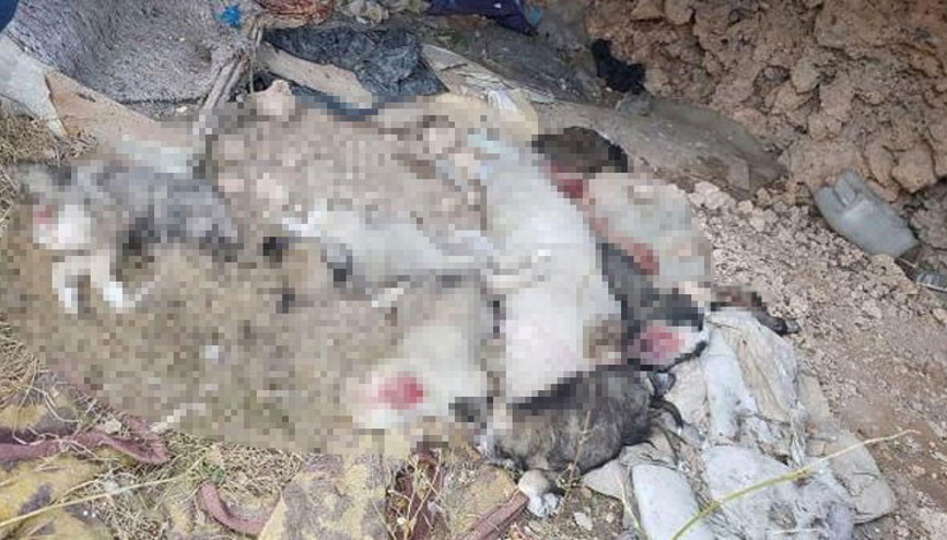 Parçalanmış halde bulunan yavru köpeklerle ilgili gerçek ortaya çıktı