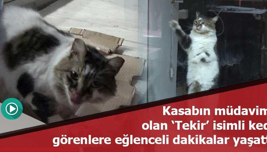 Kasabın camını patileriyle ovalayıp kıyma istiyor Kasabın camını patileriyle ovalayıp kıyma istiyor