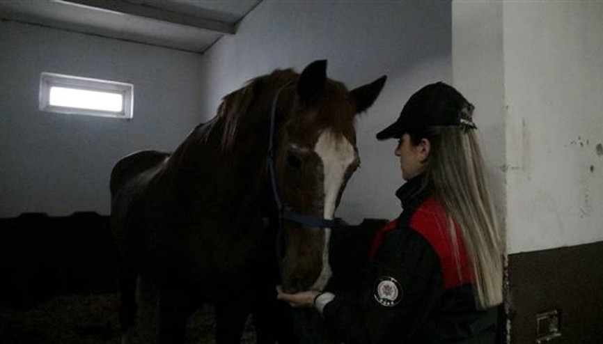 İstanbul’un atlı polisleri göreve böyle hazırlanıyor