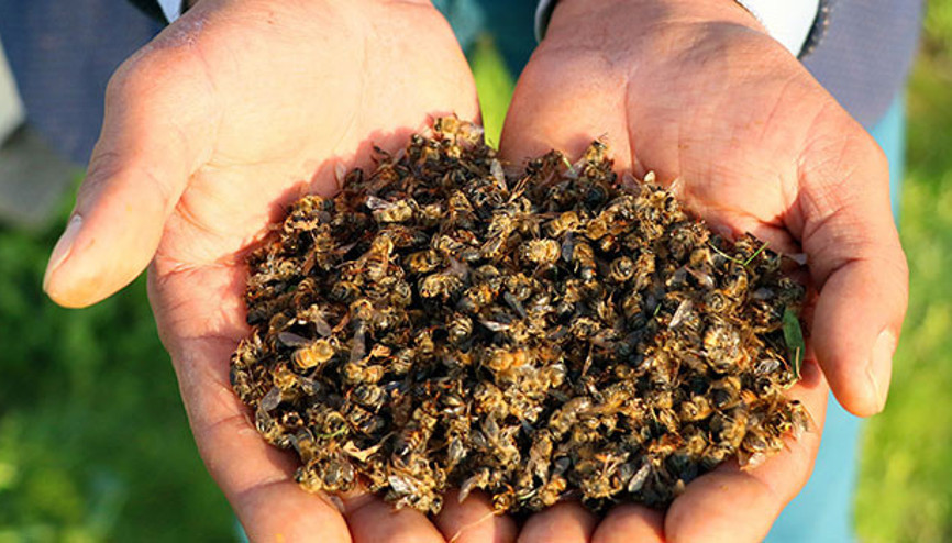 Türkiyede arı ölümleri arttı