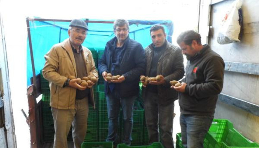 Fındıklı Ziraat Odasından kivi üreten üyelerine prim desteği Fındıklı Ziraat Odasından kivi üreten üyelerine prim desteği