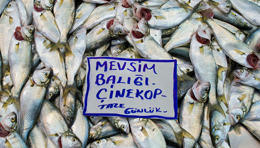 Çinekop (çinakop) nedir Çinekop nasıl pişirilir