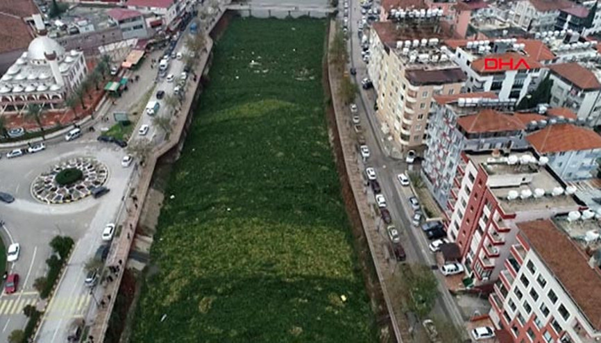 Asi Nehrini su sümbülü istila etti Asi Nehrini su sümbülü istila etti