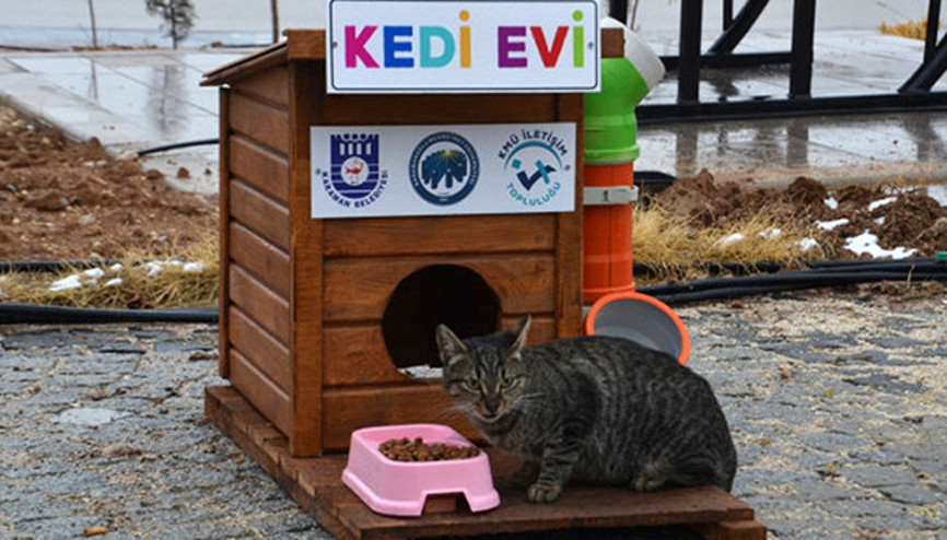 Üniversite öğrencilerinden sokak hayvanlarına ev