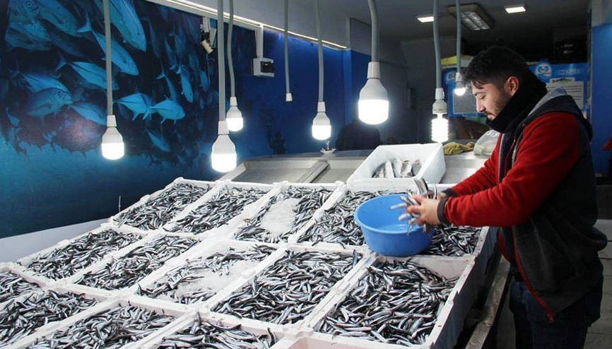 Hamsi ve çinekop en çok satılan balık