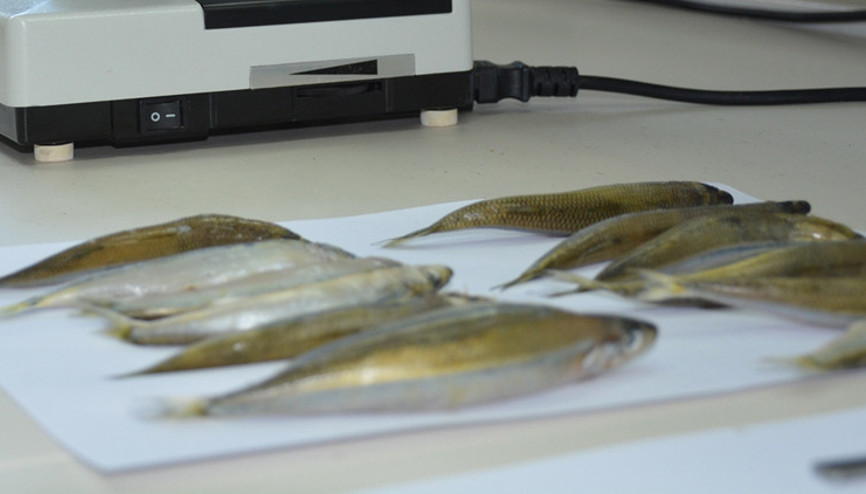 Karadenizdeki 2 balık türünde hastalık yapan parazit tespit edildi