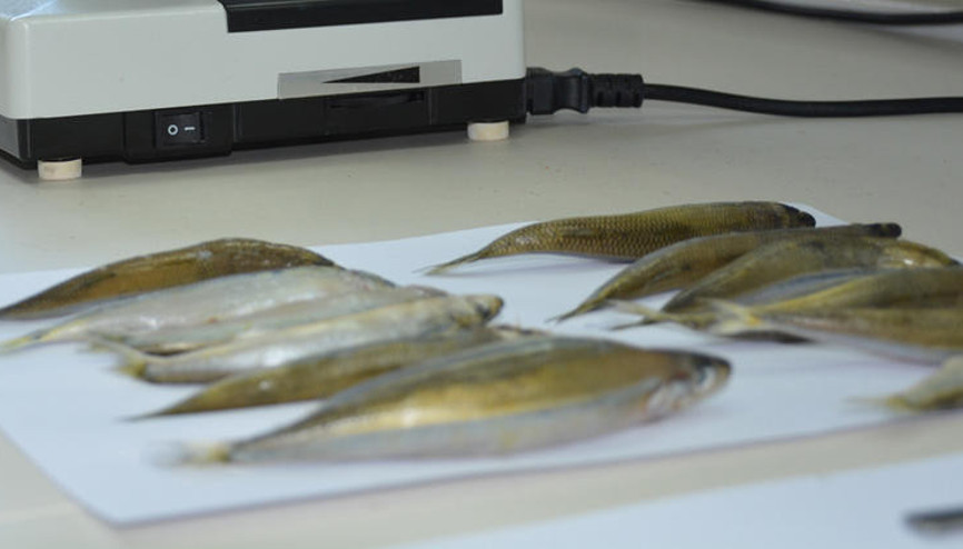 2 balık türünde parazit tespit edildi