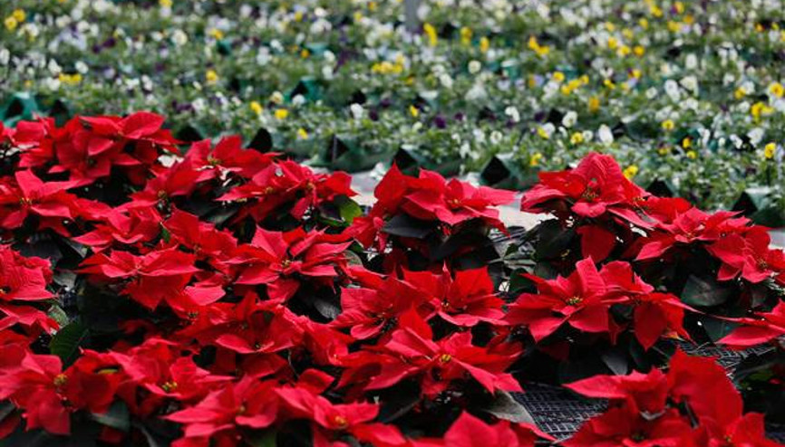 Süs bitkilerinde ihracatı artıracak adımlar