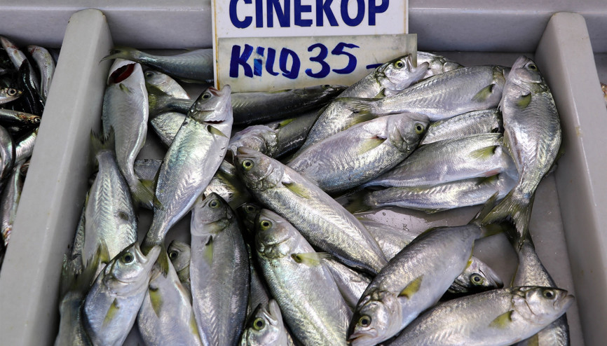 Tezgahın gözdesi çinekop