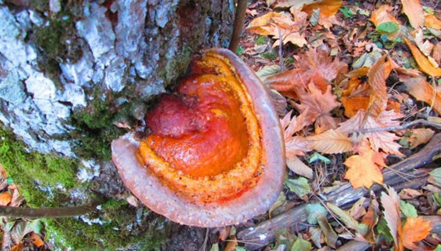 Reishi mantarının faydaları nelerdir Reishi mantarının faydaları nelerdir
