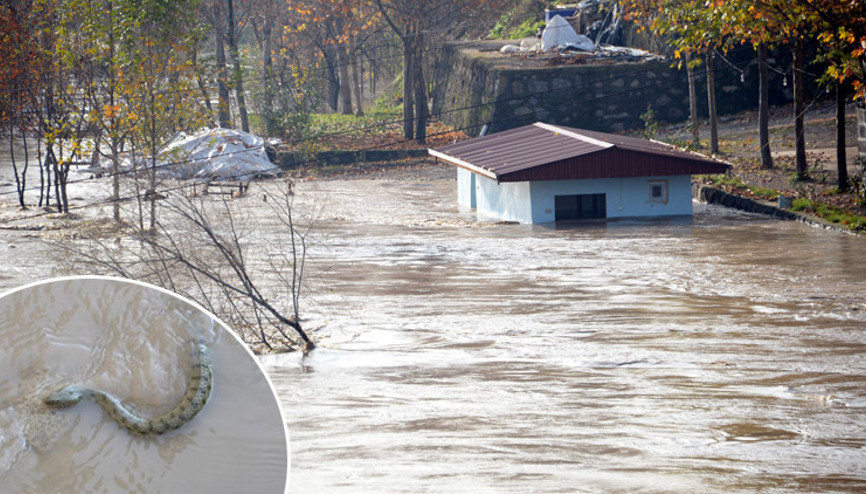 Alarm Su seviyesi yükseldi, baskınlar başladı...