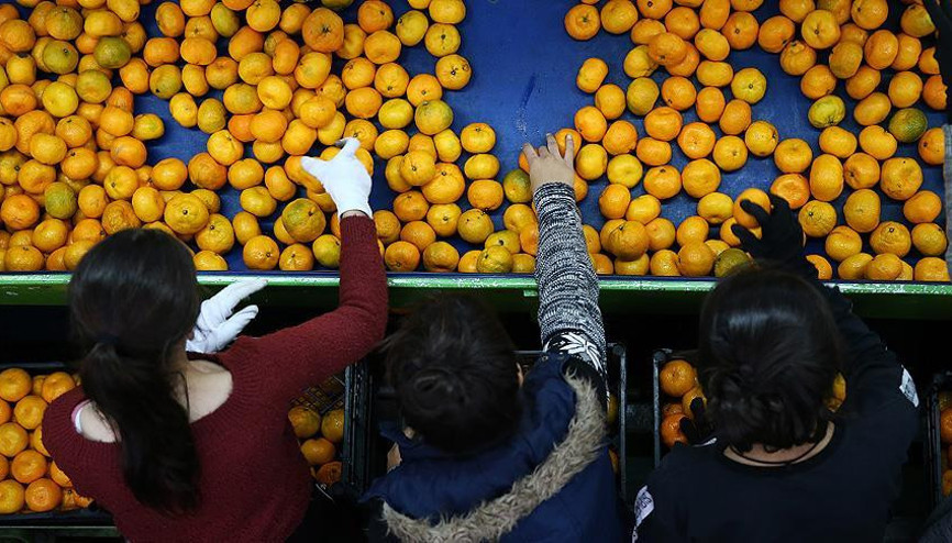 Türk narenciyesine Avrupalılar rağbet gösteriyor