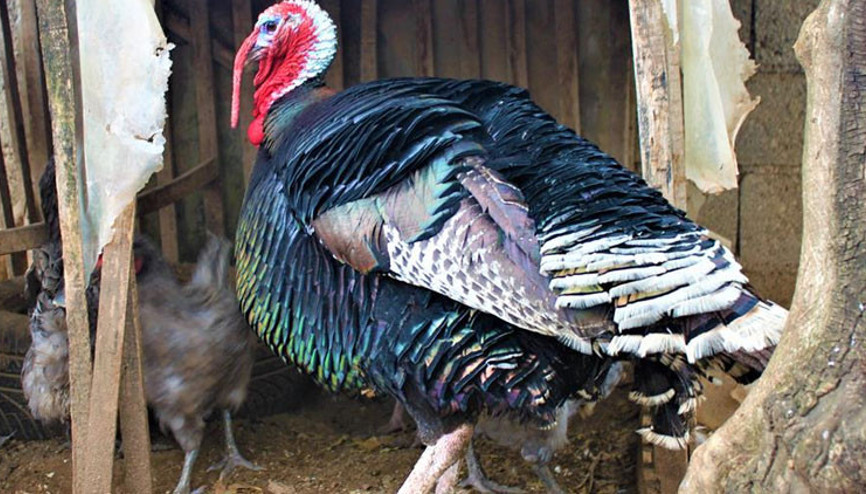 Yılbaşı hindilerinin satışı başladı... Son dakikaya kalmayın