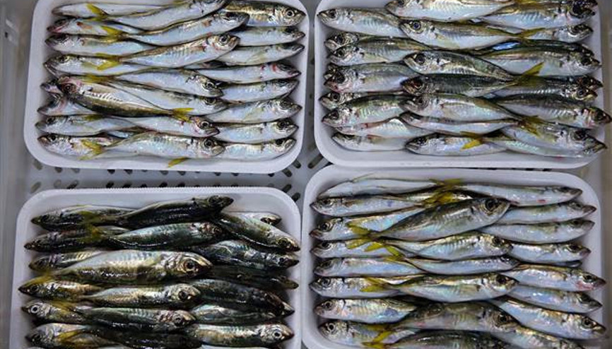 Türkiyeden 64 ülkeye balık ihracatı
