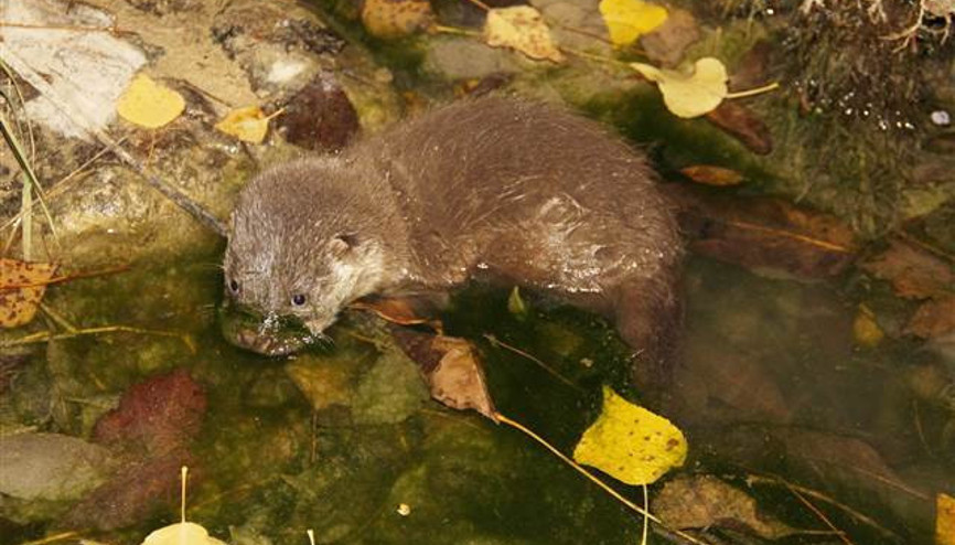 Koruma altındaki su samuru görüntülendi