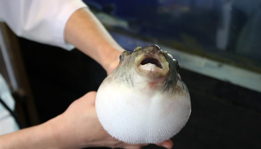 Zehirli balon balığını yemek cesaret istiyor, buna rağmen fiyatı cep yakıyor