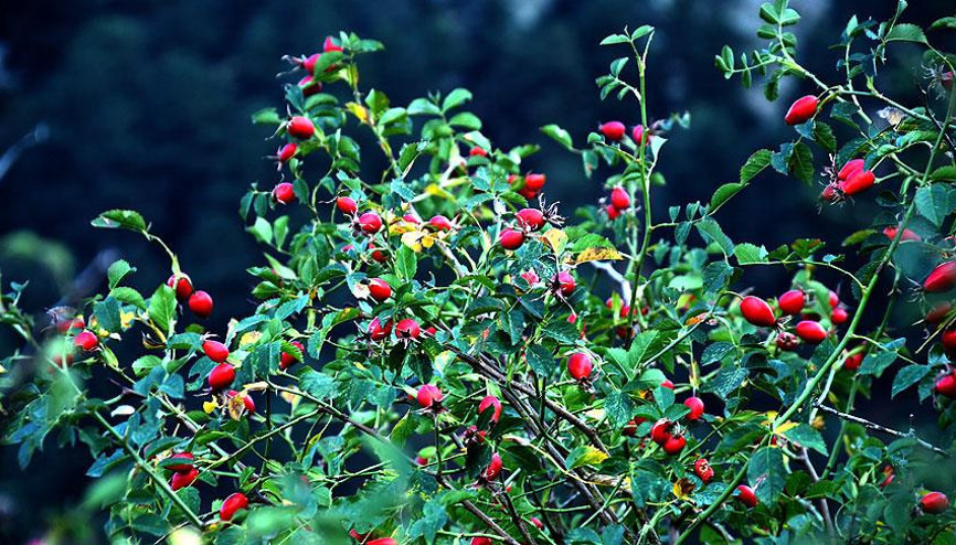 Kuşburnu çayı nasıl yapılır Kuşburnunun faydaları