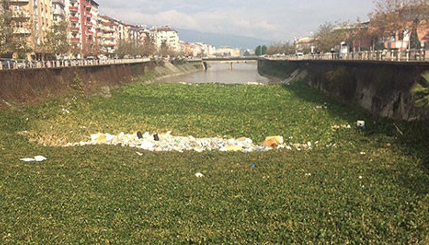 Asi Nehrinde su sümbülleri yağışla yine ortaya çıktı