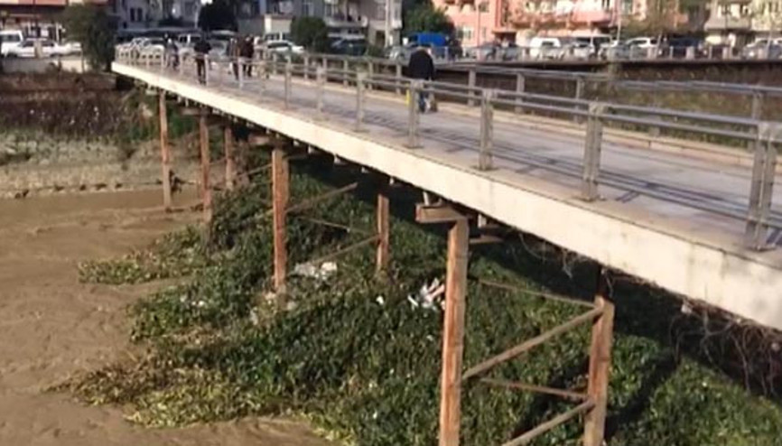 Asi Nehrinde su sümbülleri yağışla yine ortaya çıktı Asi Nehrinde su sümbülleri yağışla yine ortaya çıktı