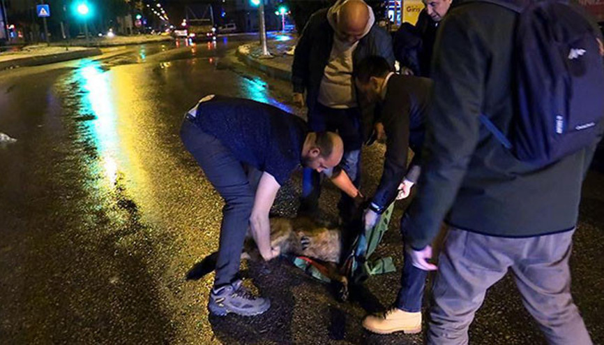 Yaralı köpek için montunu sedye yaptı