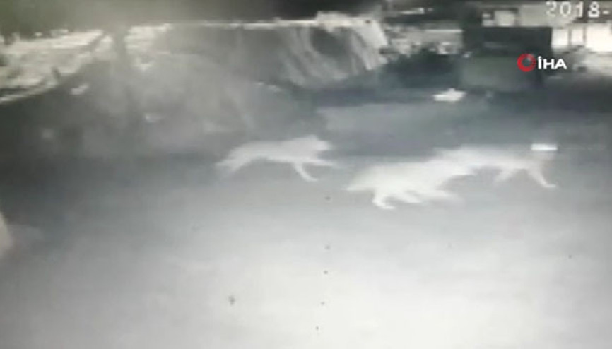 Ardahanda kurtlar köye indi Ardahanda kurtlar köye indi