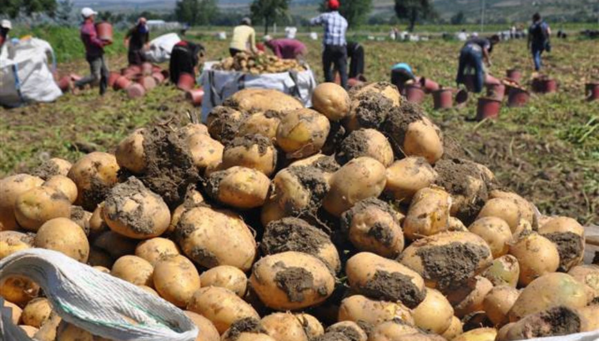 Tarlada 1.5 lira olan patates markette 4 lira Tarlada 1.5 lira olan patates markette 4 lira