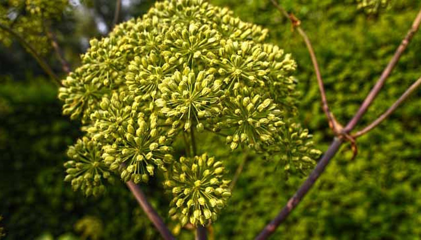 Kereviz tohumu çayı neye iyi gelir